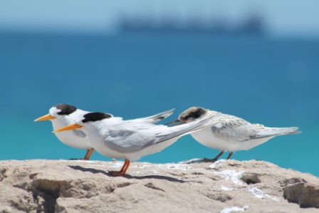Three fairy terns standing on a rock by the ocean