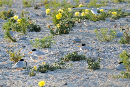 Fairy Terns Rous Head Jan 2018  (450x303)