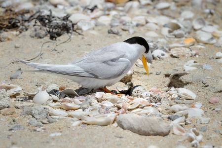 Fairy Terns Rous Head Jan 2018 D3S_4096 (450x300)