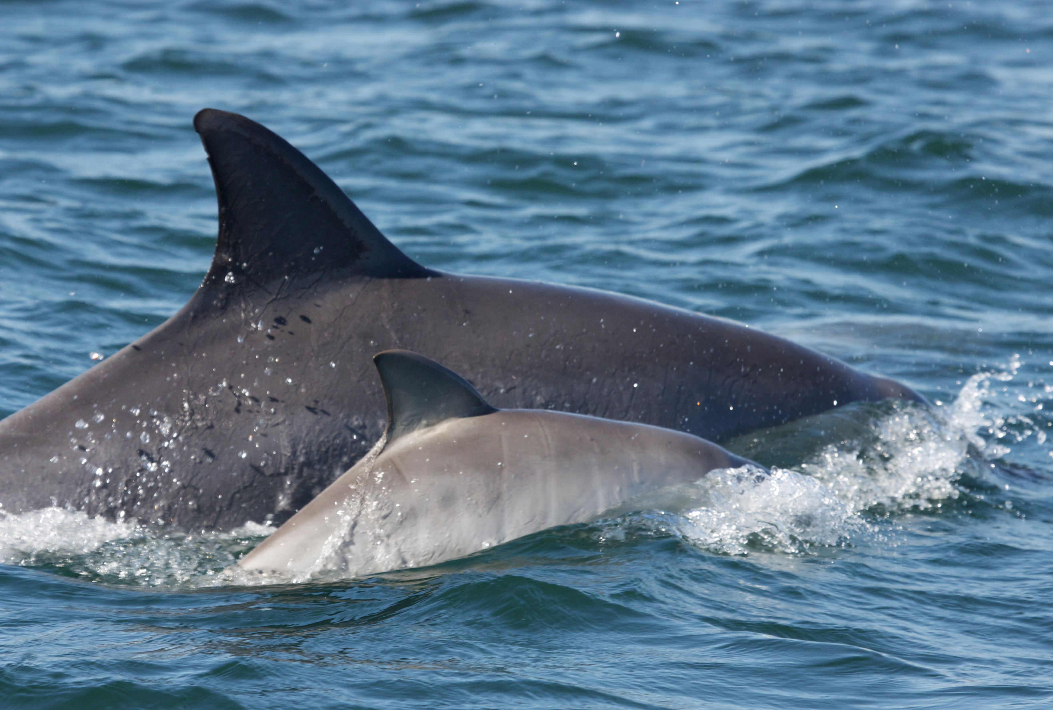 Dolphin and calf swimming in ocean