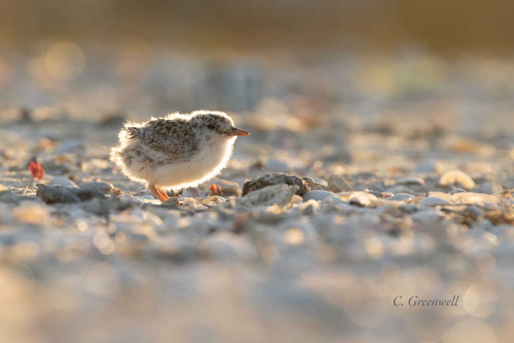 Backlit chick (1000x667)