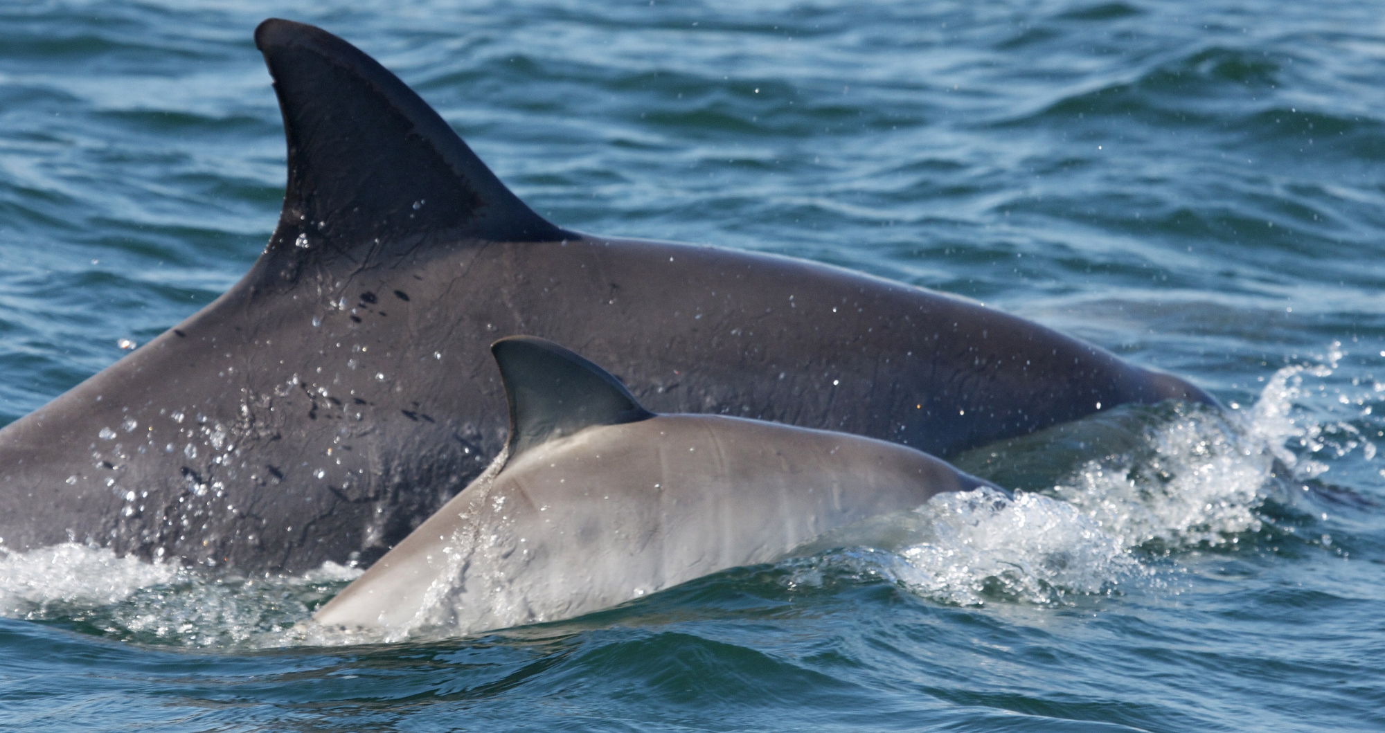 Dolphin Highnitch and newbo crop (2000x1059)