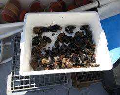 crab-condo
