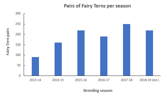 Fairy Tern graph 2019