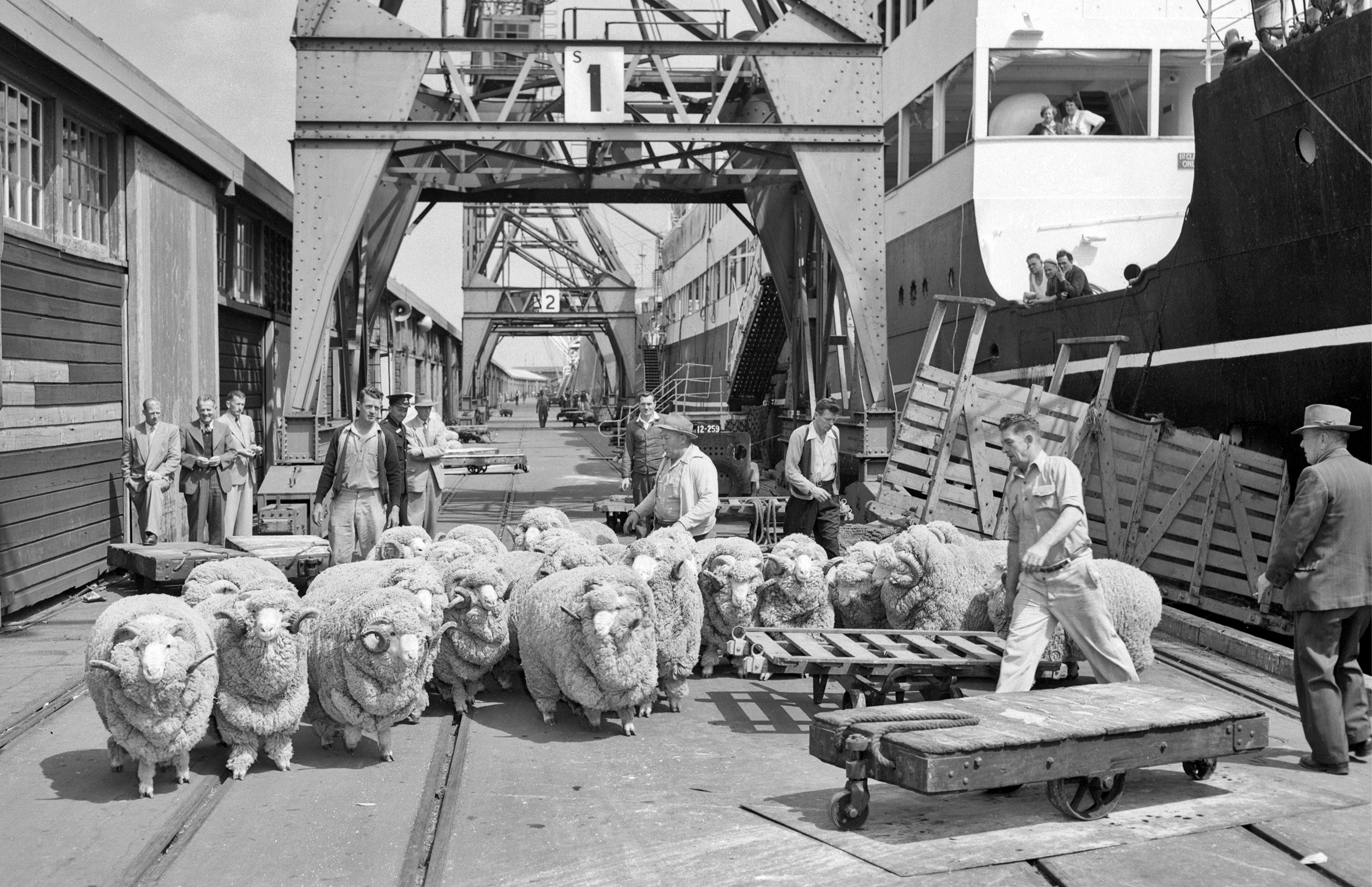 Merino sheep from the eastern states arrive for showing at the Perth Royal Show - 18 Sept 1955 - Westralia 