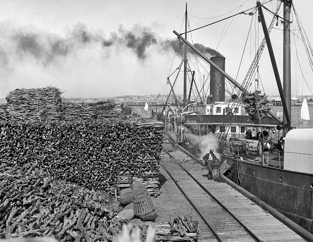 Loading sandalwood at North Mole Jetty 1905 - State Library of Western Australia 010128PD Loading sandalwood at North Mole Jetty 1905 - State Library of Western Australia 010128PD